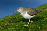 Image. Spotted Sandpiper