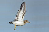 Image. Spotted Sandpiper