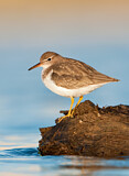 Image. Spotted Sandpiper