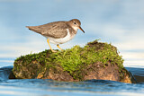 Image. Spotted Sandpiper