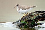Image. Spotted Sandpiper