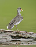 Image. Spotted Sandpiper
