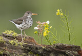 Image. Spotted Sandpiper