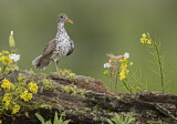 Image. Spotted Sandpiper