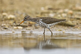 Image. Spotted Sandpiper