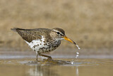 Image. Spotted Sandpiper