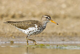 Image. Spotted Sandpiper