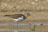 Image. Spotted Sandpiper