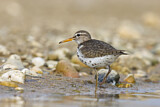 Image. Spotted Sandpiper