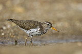 Image. Spotted Sandpiper