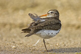 Image. Spotted Sandpiper