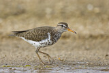 Image. Spotted Sandpiper