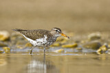 Image. Spotted Sandpiper
