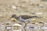 Image. Spotted Sandpiper