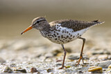 Image. Spotted Sandpiper