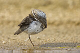 Image. Spotted Sandpiper