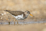 Image. Spotted Sandpiper