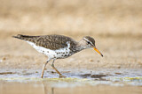 Image. Spotted Sandpiper