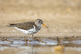 Image. Spotted Sandpiper