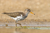 Image. Spotted Sandpiper