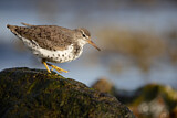Image. Spotted Sandpiper