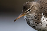 Image. Spotted Sandpiper