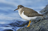 Image. Spotted Sandpiper