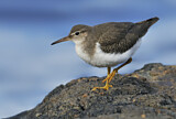 Image. Spotted Sandpiper