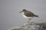 Image. Spotted Sandpiper