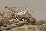 Image. Spotted Sandpiper