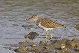 Image. Spotted Sandpiper