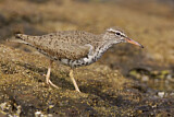 Image. Spotted Sandpiper