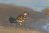 Image. Spotted Sandpiper