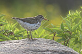 Image. Spotted Sandpiper