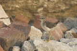 Image. Spotted Sandpiper