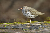 Image. Spotted Sandpiper