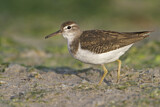 Image. Spotted Sandpiper