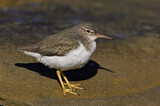 Image. Spotted Sandpiper