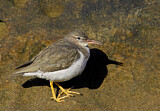 Image. Spotted Sandpiper