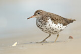 Image. Spotted Sandpiper