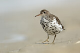 Image. Spotted Sandpiper