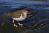 Image. Spotted Sandpiper