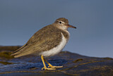 Image. Spotted Sandpiper