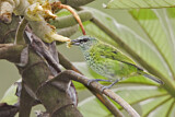 Image. Spotted Tanager