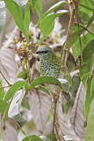 Image. Spotted Tanager