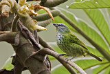 Image. Spotted Tanager