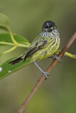 Image. Spotted Tody-Flycatcher