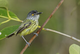 Image. Spotted Tody-Flycatcher