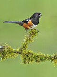 Image. Spotted Towhee