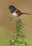 Image. Spotted Towhee